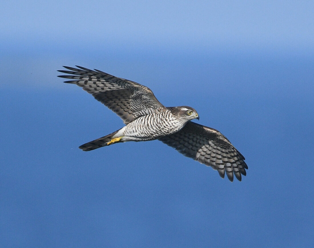 varpushaukka lennossa