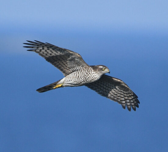 varpushaukka lennossa